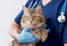 emergency vet london