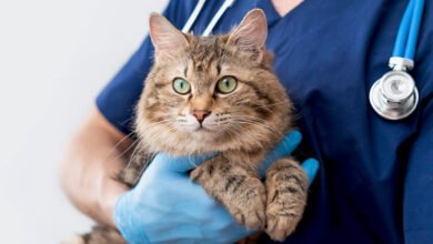 emergency vet london