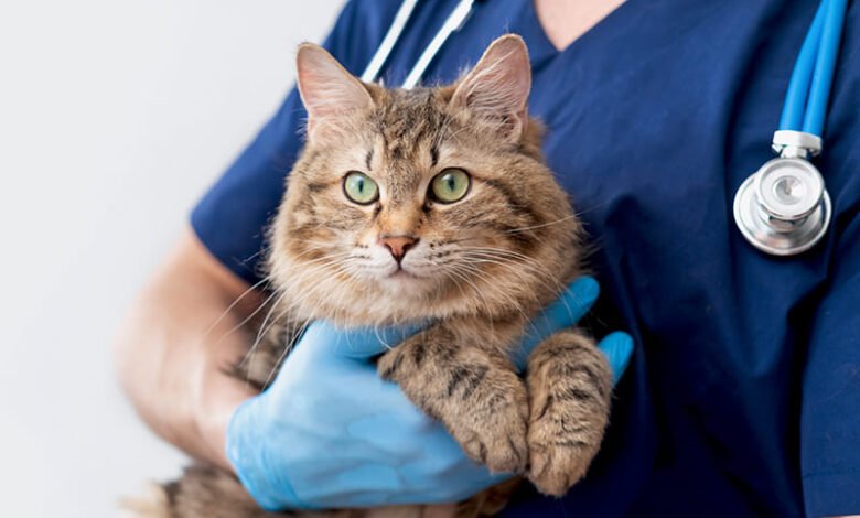 emergency vet london