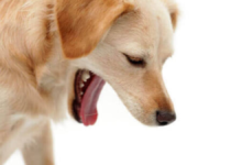 why does my dog keep throwing up