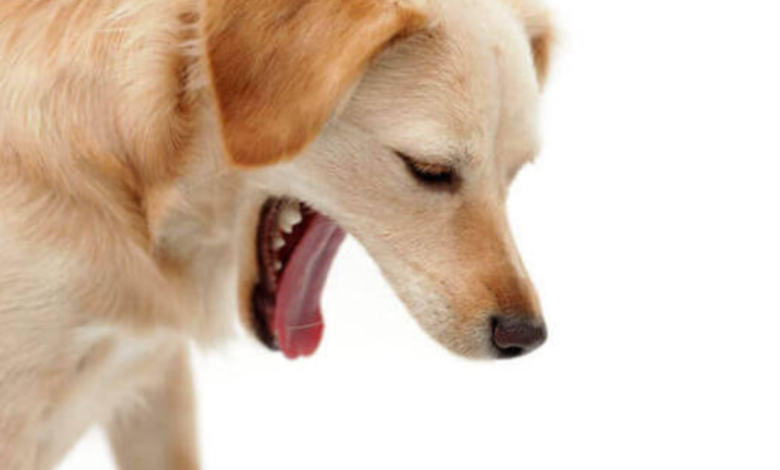 why does my dog keep throwing up