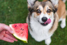 can dogs have watermelon