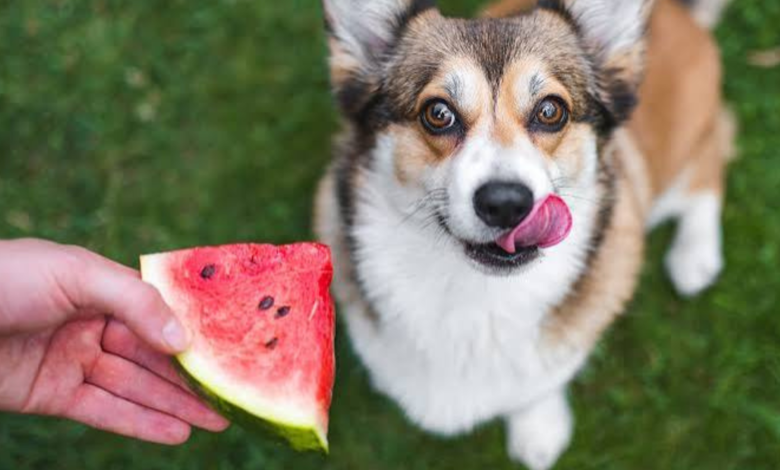 can dogs have watermelon