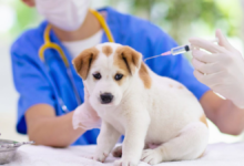 rabies vaccine for dogs