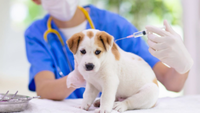 rabies vaccine for dogs