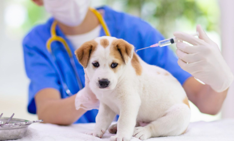 rabies vaccine for dogs