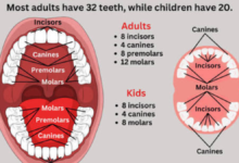 how many teeth do we have