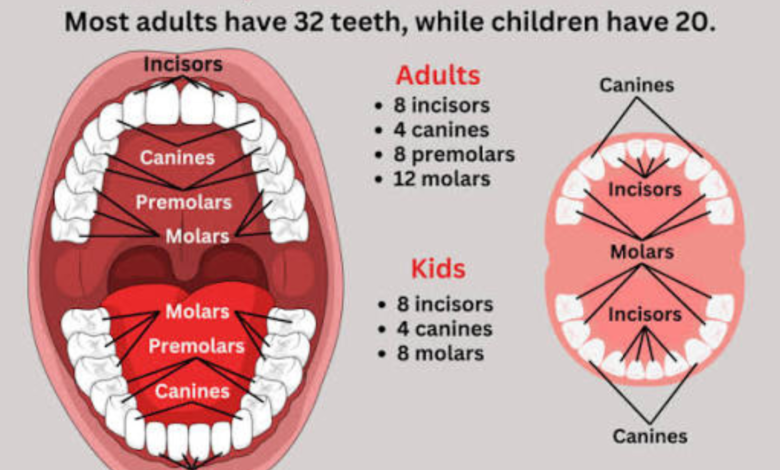 how many teeth do we have